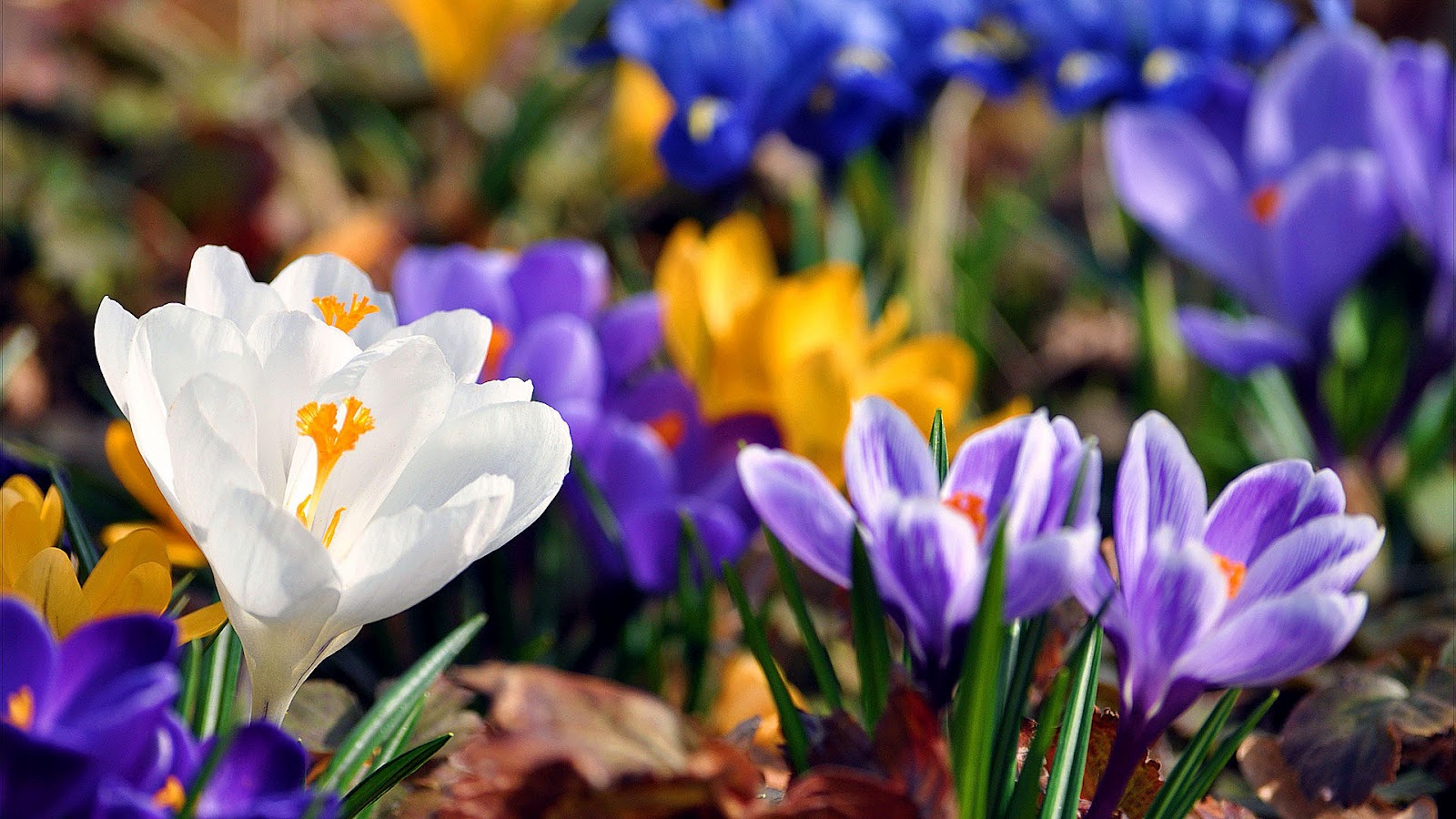 Lente